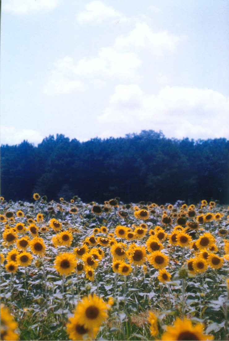 sunflowers raleigh 