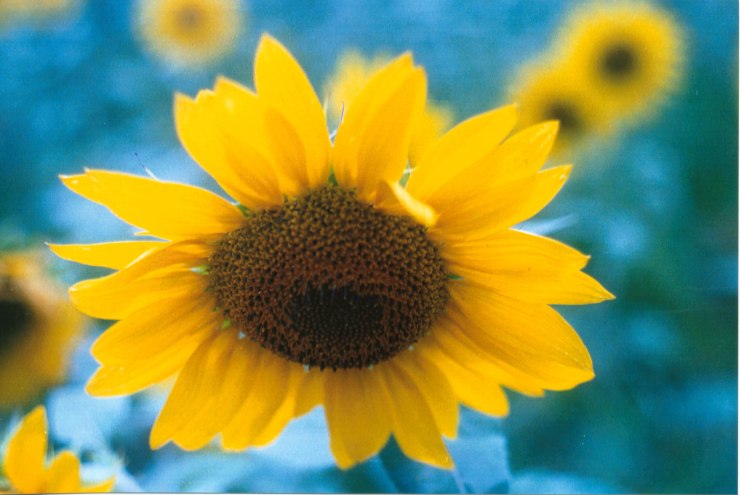 sunflowers film