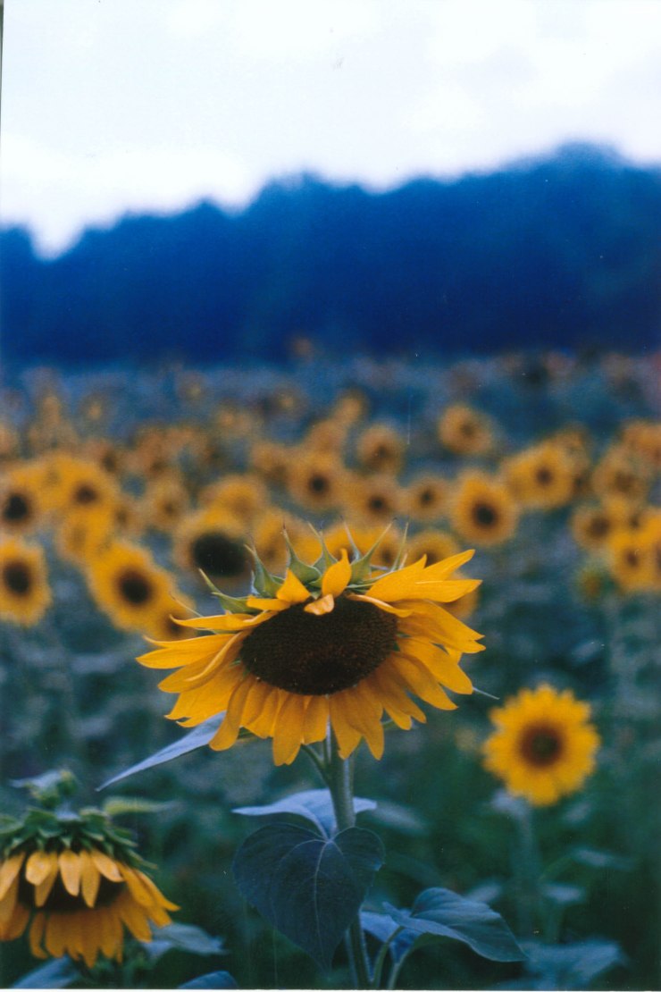 sunflowers film