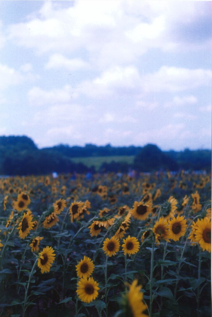 sunflowers raleigh
