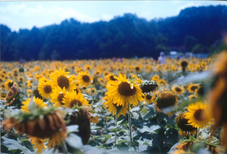 sunflowers raleigh 